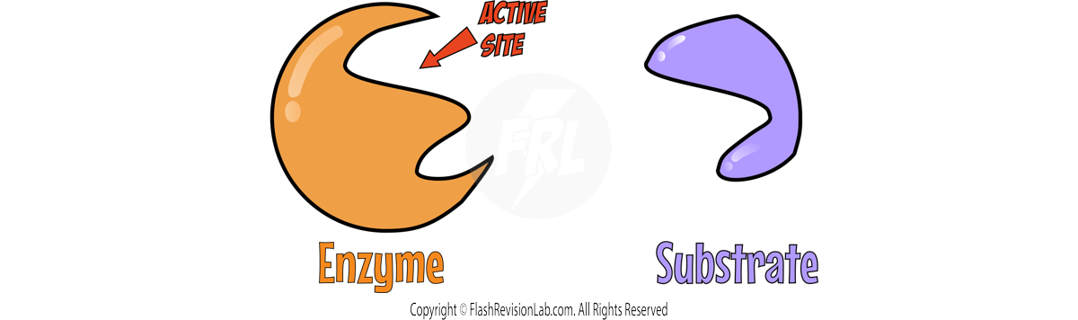 Enzyme and Substrate